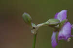 Grassleaf roseling